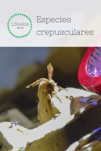 Las especies crepusculares