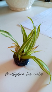 Multiplica tus cintas